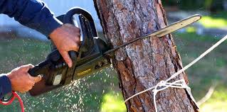 Best Tree Removal  in East Mountain, TX