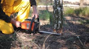 Best Tree and Shrub Care  in East Mountain, TX