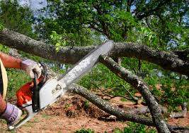 Best Firewood Processing and Delivery  in East Mountain, TX