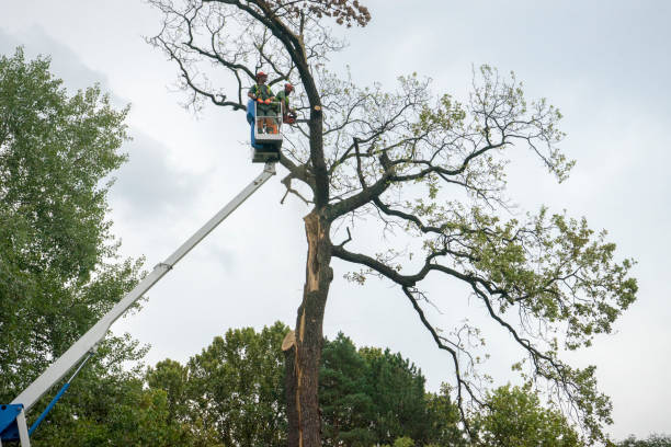 Best Tree Preservation Services  in East Mountain, TX