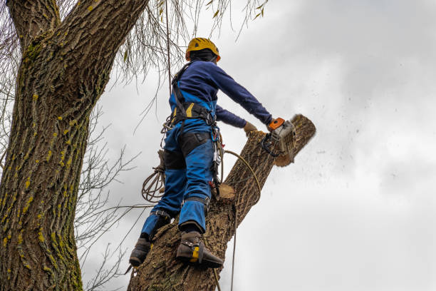 Best Aeration Services  in East Mountain, TX