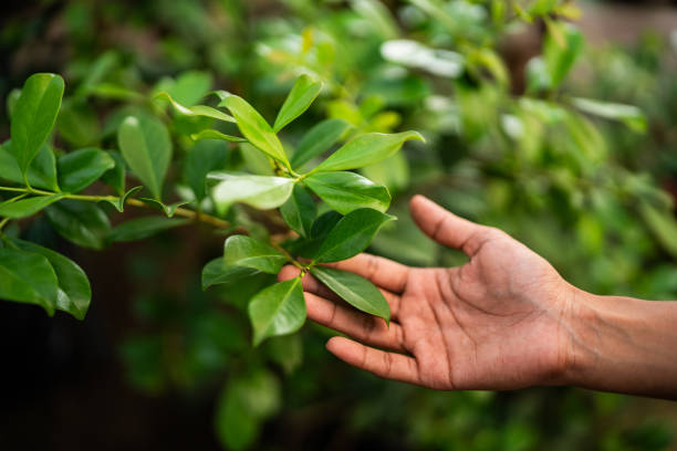 Best Tree Trimming and Pruning  in East Mountain, TX