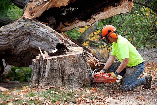 Best Aeration Services  in East Mountain, TX