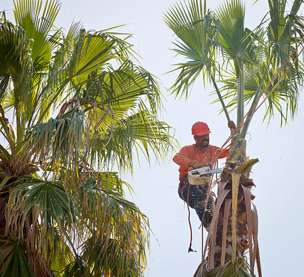 Leaf Removal in East Mountain, TX