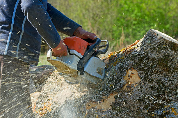 How Our Tree Care Process Works  in  East Mountain, TX