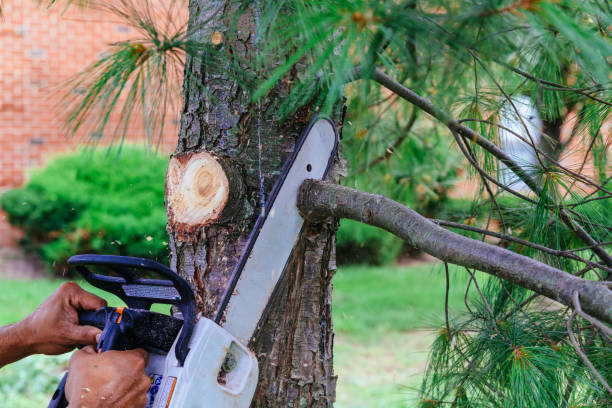Reliable East Mountain, TX Tree Services Solutions